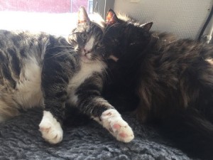 Gino & Ohanna