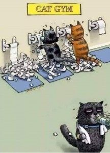 katt gym