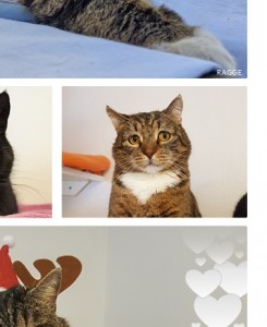 Love kalender