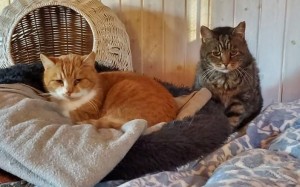 Allan & Sigge