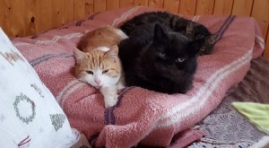 Enya & Gösta 2