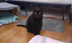 Panter