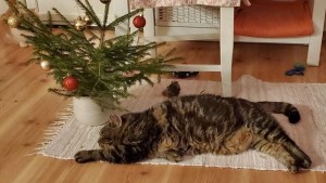 Sigge jul