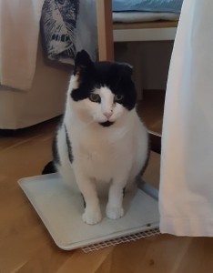 Simon 1