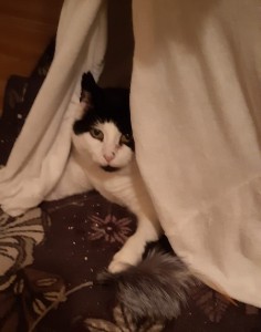 Simon 2