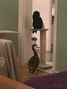 Tarzan 2