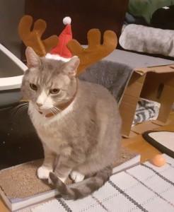 Bruce tomte