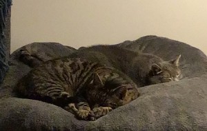 Leija & Leopold