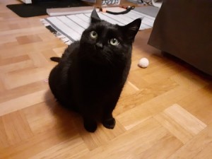 Panter