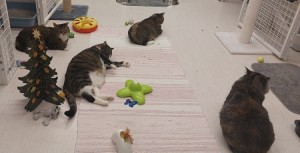 Playtime kh