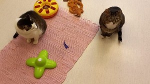 Teddy & Ragge 1