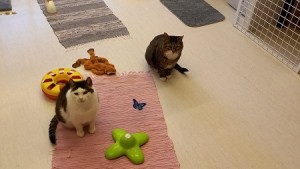 Teddy & Ragge 3
