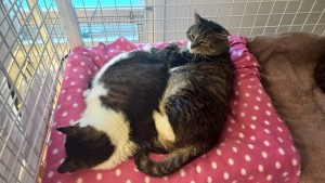 Teddy & Ragge