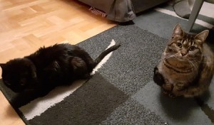 Zaöve Ärna