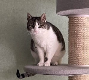 nina