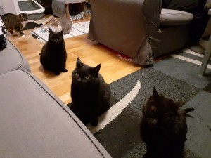 panter & co